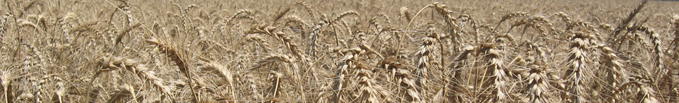 Търговия и съхранение на зърно